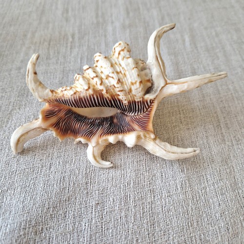 Lambis chiraga spider conch - chiraga,