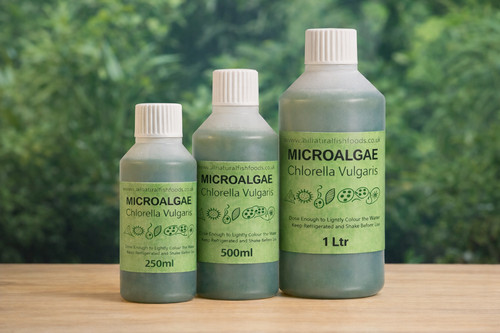 1ltr live chlorella vulgaris - chlorella,