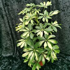 Schefflera Gerda Umbrella plant 45-50cm tall 13cm pot variegated very pretty