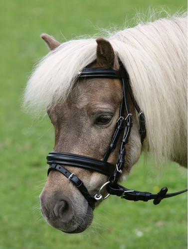 Complete english bridle for - complete,