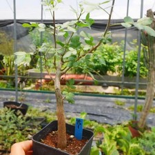 Bursera odorata Succulent plants