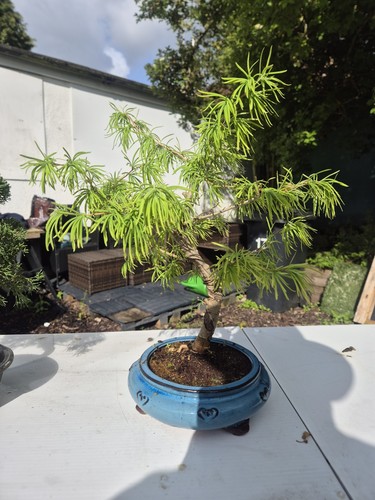 Larch bonsai tree - bonsai, beginner