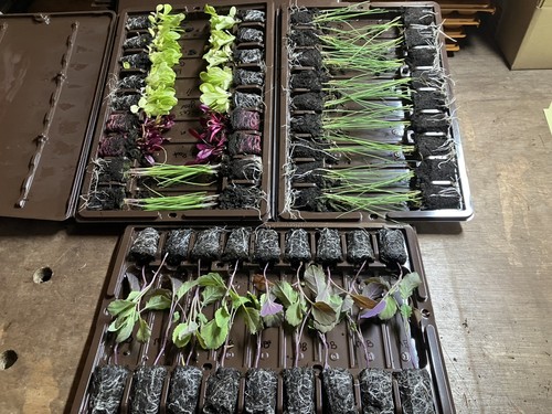 X54 vegetable mixed plug - vegetable,