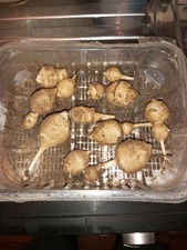  X12 Jerusalem Artichoke