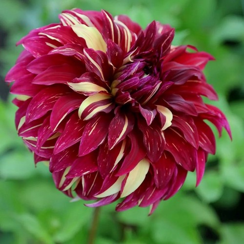 Dinnerplate dahlia bohemian - dinnerplate,
