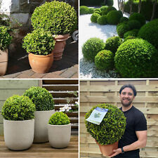 Buxus Topiary Plant Box