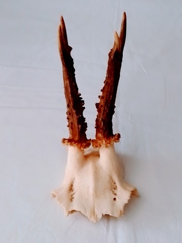 Roe deer antlers good - deer, in