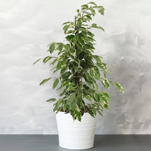 Potted ficus golden - ficus,