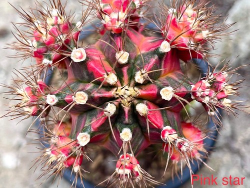 Pink star gymnocalycium - 10,