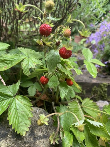 Wild strawberry plants - 3,