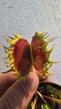 Dionaea muscipula Chinese Dumpling Size Large Carnivorous Plant Pianta Carnivora