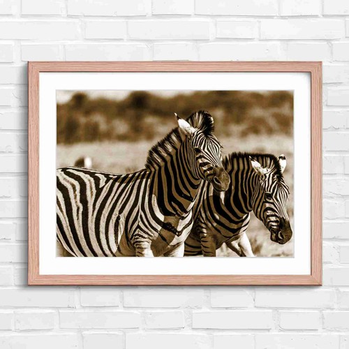 Bold zebra artistry portrait - artistry,