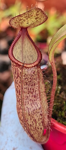 Nepenthes ramispina hamata - nepenthes,