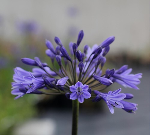 Agapanthus debbie dark blue - ,