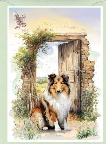 Rough collie dog - collie, (lassie)