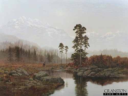 Rare quiet forest - forest,, wildlife