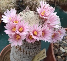Mammillaria Pectinifera, 20 fresh seeds Add To Basket Read Description