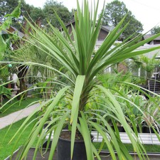Cordyline Australis Cabbage Palm Tree Evergreen Garden Tree Plant | 17cm/2L