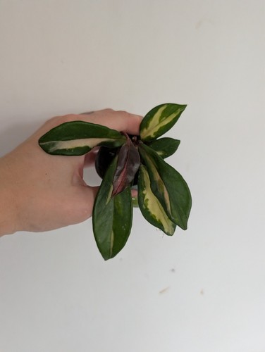 Hoya carnosa krimson queen - carnosa,