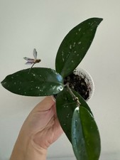 Hoya Carnosa Potted Rooted