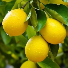 Lemon Tree, Citrus limon Plug