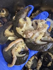 Fresh  Frozen Snails 10pcs-