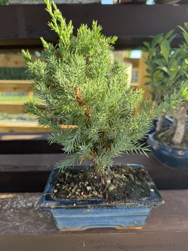 Juniper bonsai tree - juniper,