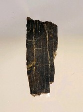 T-Rex Tooth Section Great