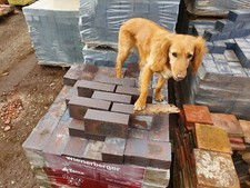 Staffordshire Blue Facing