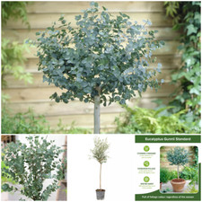 Large Eucalyptus Tree Plant Standard Lollipop Garden Evergreen Gunnii 60-110cm