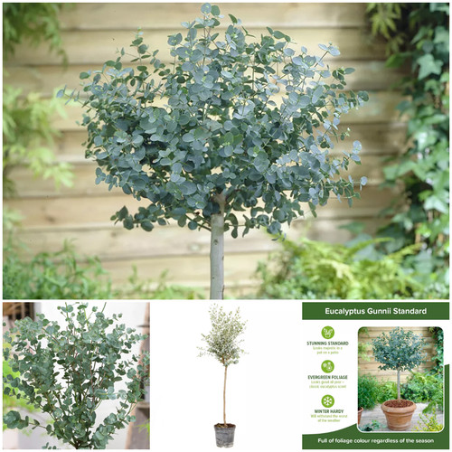 Large eucalyptus tree plant - large,