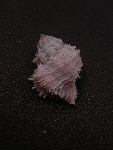 Exceptional coralliophila - exceptional,