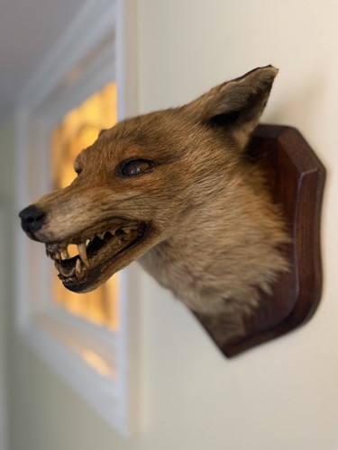 Taxidermy fox head - taxidermy,