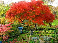 Acer Dissectum Palmatum Laceleaf  Japanese Maple - XXL 3Lt Pot Large Hardy Tree