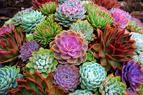 Echeveria mixed varieties - echeveria,