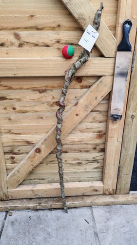 Twisted twisty wood - twisty, birch