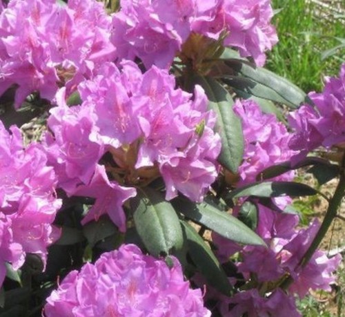 Sale large rhododendron - sale,