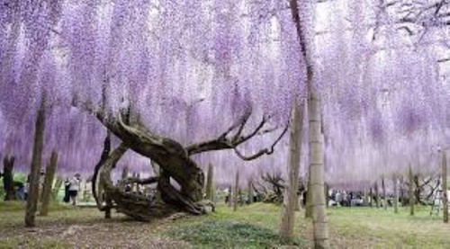 Chinese wisteria tree - wisteria,