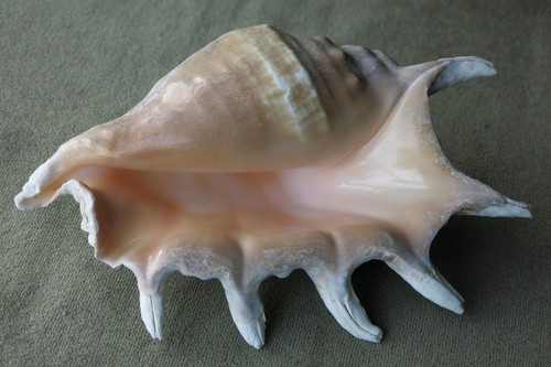 Large spider conch shell - conch, beach