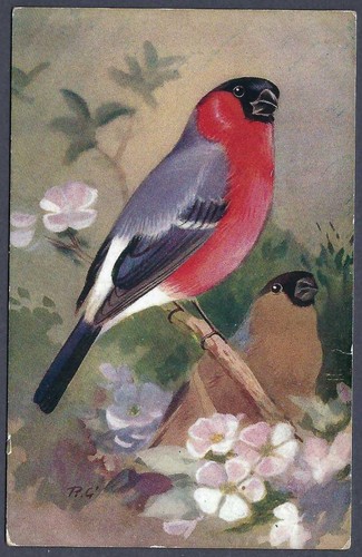 Bullfinch roland green - by,