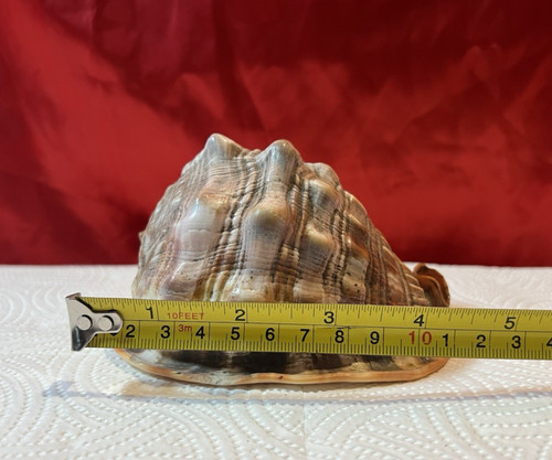 Natural bullmouth helmet shell - natural,