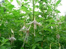 Fuchsia Magellanica Molinae Hardy Plant Maidens Blush Pink Flower Multiple Sizes