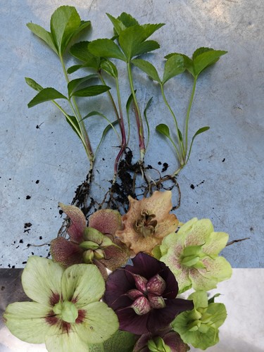 Hellebore seedlings - hellebore, x4