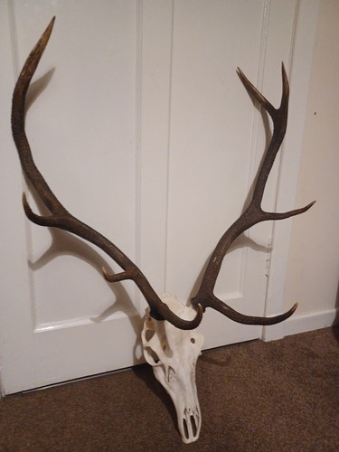 Red deer stag head - stag, pointer
