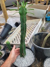 XL Euphorbia Acruensis
