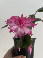 Rare Double Christmas Cactus