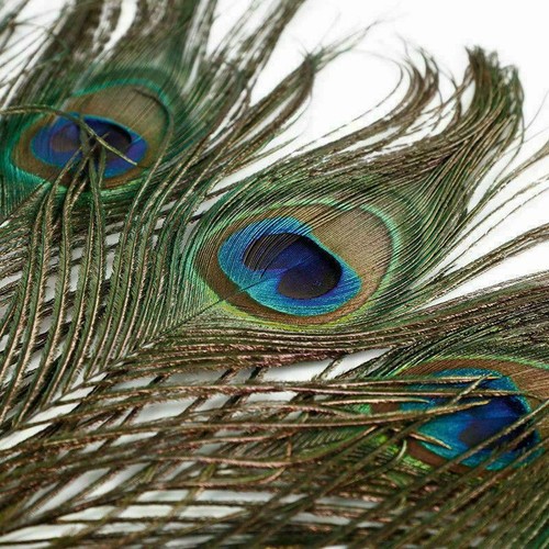 Peacock feathers natural with - peacock,