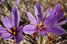 Crocus SATIVUS SAFFRON Autumn