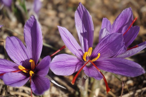 Crocus sativus saffron bulbs - crocus,