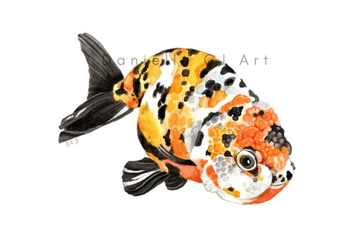 Watercolour ranchu goldfish - watercolour,